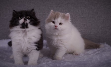 Elvis och Elliot 8 Veckor